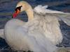 Schwan