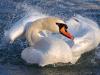 Schwan