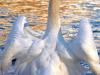 Schwan