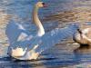 Schwan