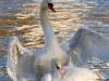 Schwan