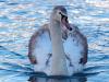 Schwan