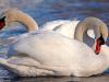 Schwan