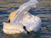 HÃ¶ckerschwan (Cygnus olor)