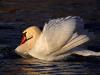 HÃ¶ckerschwan (Cygnus olor)