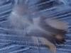 Feder