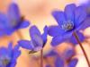 LeberblÃ¼mchen (Anemone hepatica)