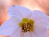 Schneerose oder Christrose (Helleborus niger)