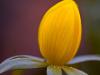 Winterling (Eranthis hyemalis)