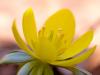 Winterling (Eranthis hyemalis)