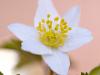 Buschwindröschen (Anemone nemorosa)