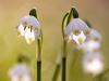 Frühlings-Knotenblume (Leucojum vernum)