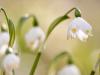 Frühlings-Knotenblume (Leucojum vernum)