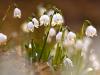 Frühlings-Knotenblume (Leucojum vernum)