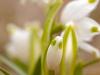 Frühlings-Knotenblume (Leucojum vernum)