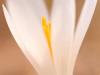 Frühlings-Krokus (Crocus vernus)
