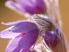 Innsbrucker Küchenschelle (Pulsatilla oenipontana)