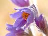 Innsbrucker Küchenschelle (Pulsatilla oenipontana)
