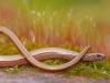 Blindschleiche (Anguis fragilis)