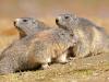 Alpenmurmeltier (Marmota marmota)