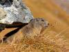 Alpenmurmeltier (Marmota marmota)