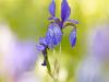 Sibirische Schwertlilie (Iris sibirica)