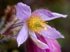 Gewöhnliche Kuhschelle (Pulsatilla vulgaris)