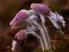 Gewöhnliche Kuhschelle (Pulsatilla vulgaris)