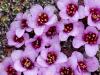 GegenblÃ¤ttriger Steinbrech (Saxifraga oppositifolia)