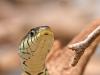 Ringelnatter (Natrix natrix)