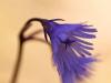 Alpen-Soldanelle (Soldanella alpina)