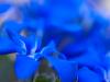 FrÃ¼hlings-Enzian (Gentiana verna)