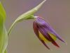 Gelber Frauenschuh (Cypripedium calceolus)