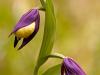 Gelber Frauenschuh (Cypripedium calceolus)