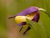 Gelber Frauenschuh (Cypripedium calceolus)