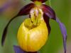 Gelber Frauenschuh (Cypripedium calceolus)