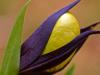 Gelber Frauenschuh (Cypripedium calceolus)
