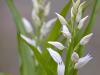 SchwertblÃ¤ttriges WaldvÃ¶glein (Cephalanthera longifolia)