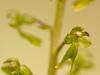 GroÃŸes Zweiblatt (Listera ovata)