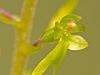 GroÃŸes Zweiblatt (Listera ovata)