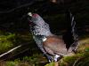 Auerhuhn (Tetrao urogallus)