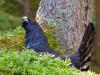 Auerhuhn (Tetrao urogallus)