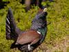 Auerhuhn (Tetrao urogallus)