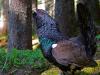 Auerhuhn (Tetrao urogallus)