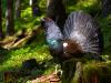 Auerhuhn (Tetrao urogallus)