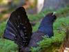 Auerhuhn (Tetrao urogallus)