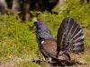 Auerhuhn (Tetrao urogallus)