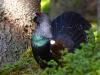 Auerhuhn (Tetrao urogallus)
