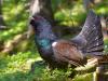 Auerhuhn (Tetrao urogallus)