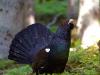 Auerhuhn (Tetrao urogallus)